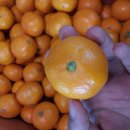 홍진농장 이미지