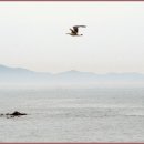 농어바위 이미지