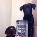 로제펫샵 이미지