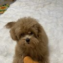 견생 이발소 | [테디] 말티푸 배넷 미용 후기(견생이발소)