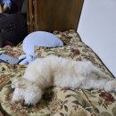 강아지 꼬순내 이미지