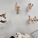 꿈의유치원 | 망원역 강아지 유치원 중간 후기 개소리애견유치원 사회성 키우기 내 돈 내산