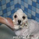 스타애견미용 | 스타맛집? 압구정 청담동애견미용 강남 필스타 솔직후기 (가위컷, 비숑 스포팅 맛집)