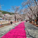 가평 에덴벚꽃길 벚꽃축제 서울 근교 데이트 놀거리