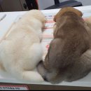 처음동물병원 이미지