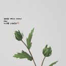 수선화한지공예 이미지