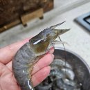 쎄븐 | 가을 왕새우 흰다리새우 쎄븐수산 생새우 700g 후기, 추석선물부터 캠핑 새우구이까지 🦐🔥