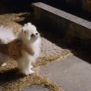 예쁘다 펫살롱 네이버블로그
