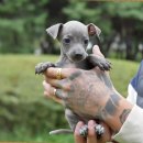 블루켄넬 이미지