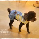 퍼피파라다이스 이미지