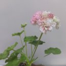 달보드레 Daum카페