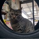 나비카센타 이미지