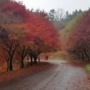 단풍나무 이미지