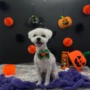 돌리샵 | [Dolly Shop] 부천 신중동 돌리샵 애견미용실 말티즈 후기