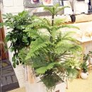 ＜아라우카리아 화분- 120,000원 서울 경기 인천 개업 개원 축하 화분 무료배송 꽃배달＞ 이미지