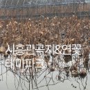 황금들녁 | 시흥 가볼만한 것 관곡지 연꽃 테마파크 주차 방문팁