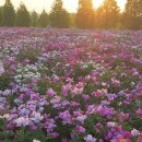 황강생태공원1 이미지