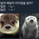 수달과 해달 차이점 이미지