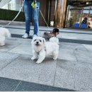 러닝독 스테이 이미지