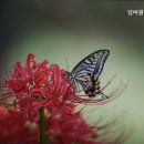 넘버원(스크린 골프) 이미지