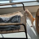 서울동물의료센터 이미지