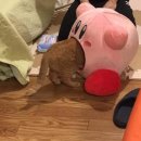 도리투어 이미지