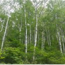 국유림관리사무소 이미지