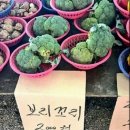 콩밭 이미지