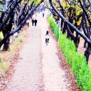 낙동제방 이미지