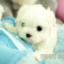 코리아 퍼피 이미지