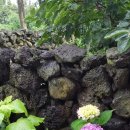 세화 동백그늘 이미지