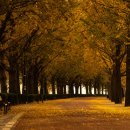 곡교천 은행나무길 이미지