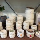 강남대로83길 55 | 서초구식물가게 '서울플랜트샵 그린썸' 화분 선물하기 좋은 감성 신논현역꽃집