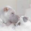 개와 고양이 이미지