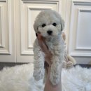 애니멀즈 강아지분양 고양이분양 대전점 이미지