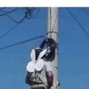 하얀날개 이미지