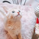 캣파라다이스 일산점 이미지