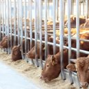 한우사육 이미지