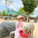 꿀꿀이목장 이미지