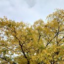 부곡원조 메기탕 이미지