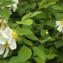 대한부란자 이미지