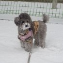 스타일좋개 이미지