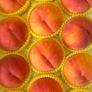 소녀농장 이미지