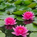 수련 꽃말 / 행 운 이미지