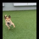 컴투펫 위탁보호센터 인천점 이미지