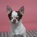 멍멍이 보러올래? 이미지