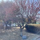 광양읍 광양여자고등학교 이미지