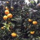 행복유통 이미지