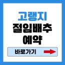 치악산절임배추작목반 | 고랭지 절임배추 10kg 20kg 가격 사전예약 주문방법