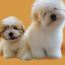 꼬똥켄넬 이미지